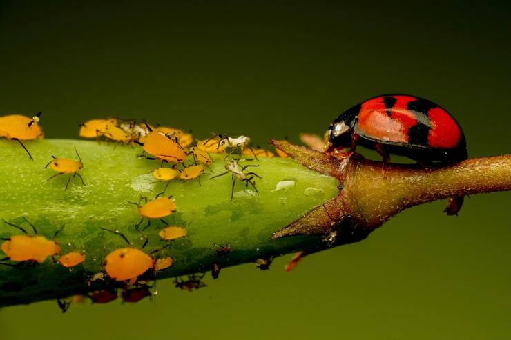 會吸樹汁排糖的蚜蟲是瓢蟲的最愛食物