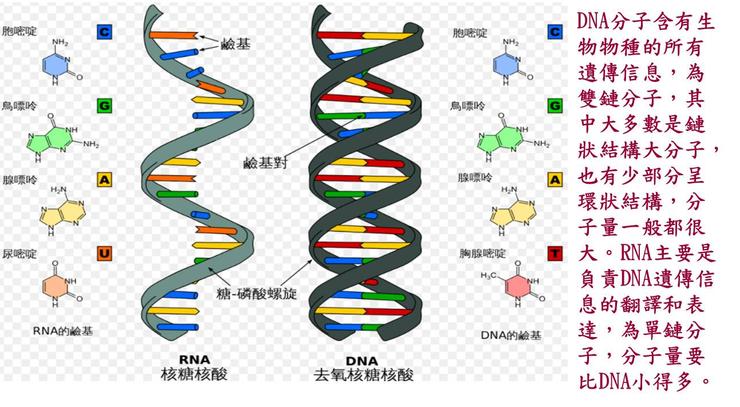 （圖片資料來源：核酸（nucleic acids））